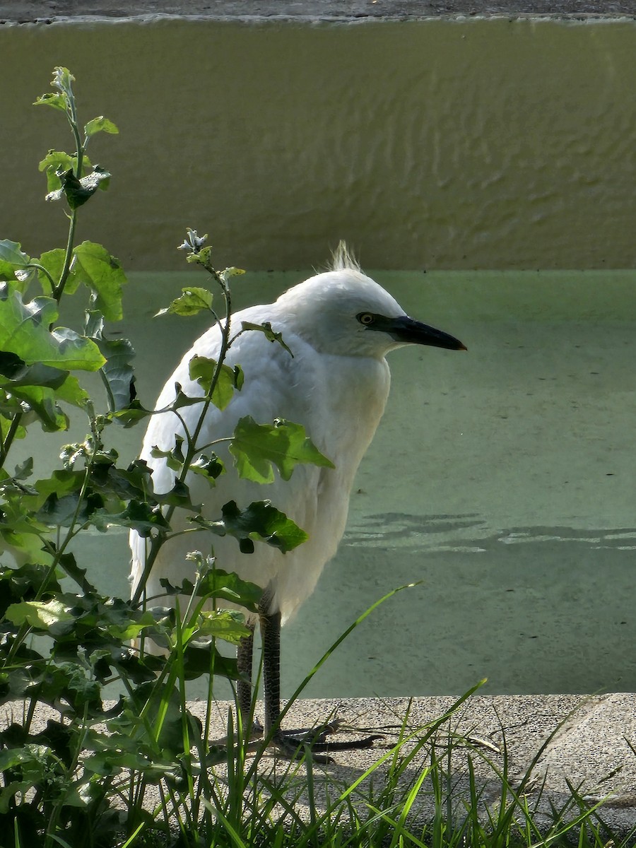 Little Egret - ML644235662
