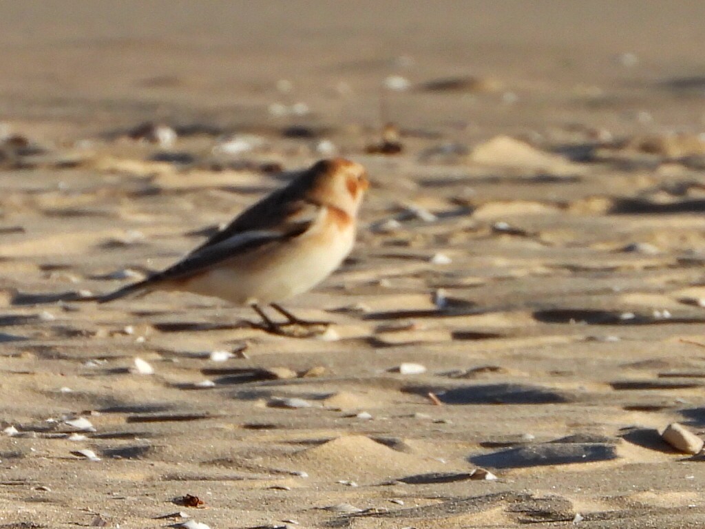 Пуночка снігова - ML644235663