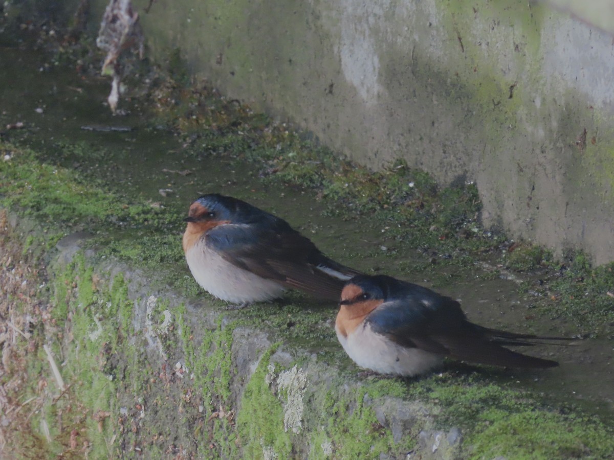 Welcome Swallow - ML644235664