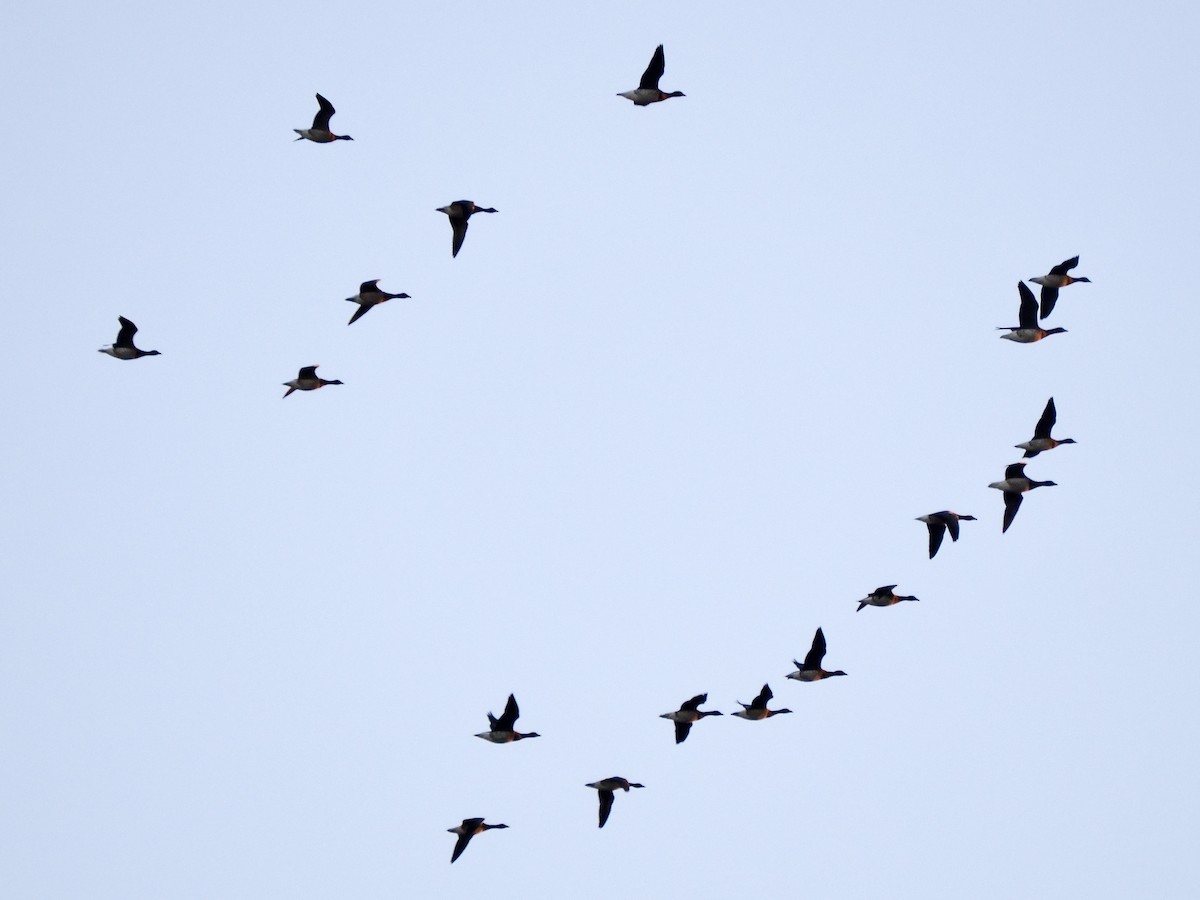 Brant (Pale-bellied) - ML644235665