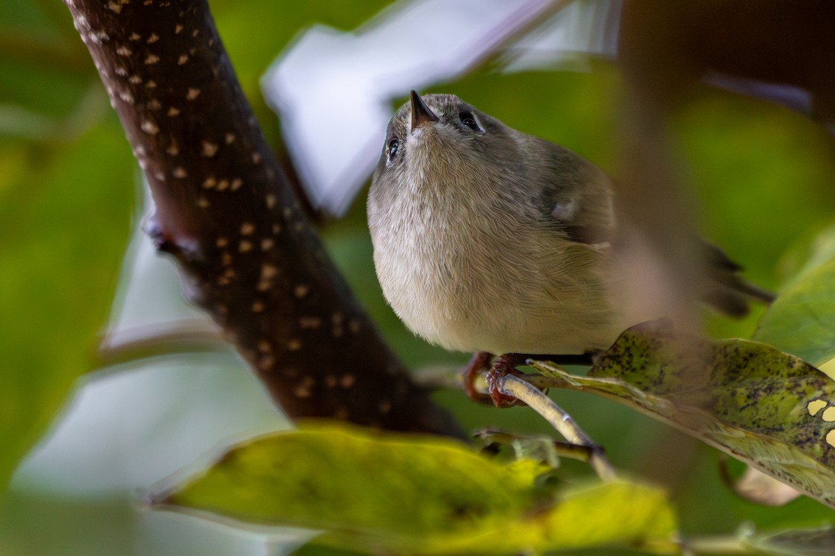 Ruby-crowned Kinglet - ML644235669