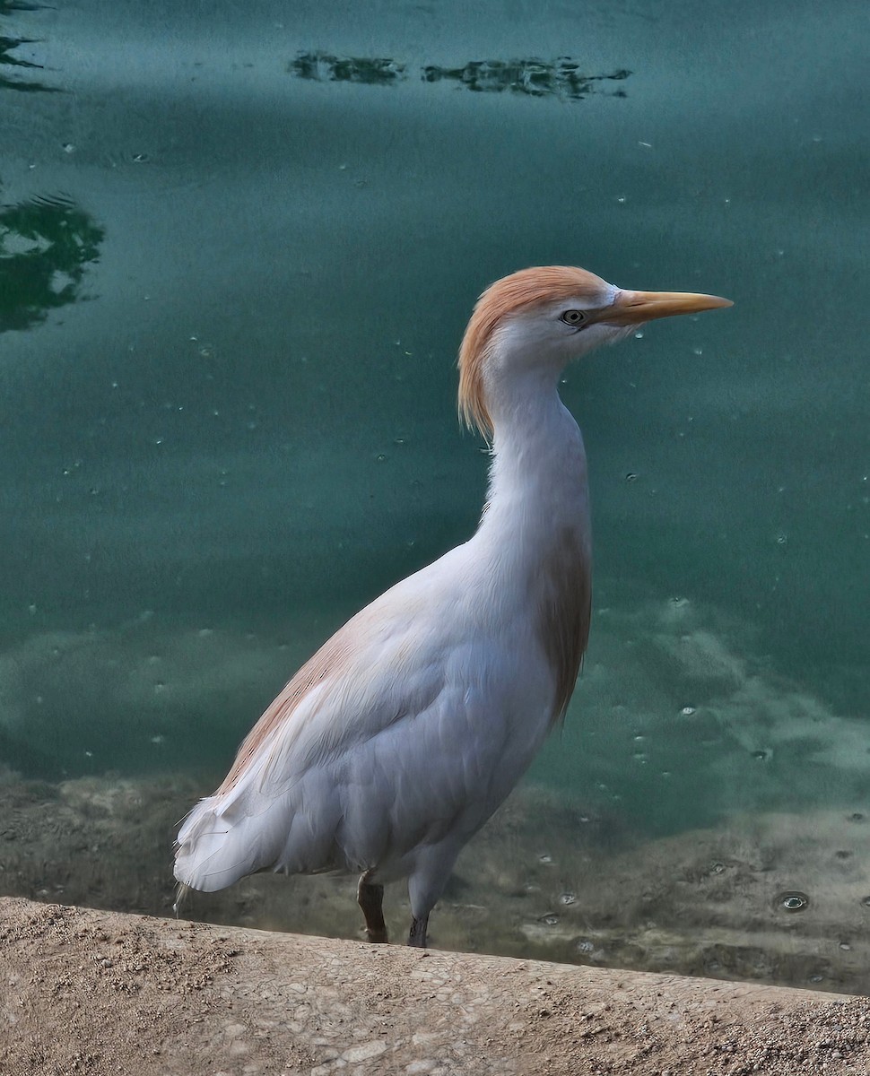 Western Cattle-Egret - ML644235671