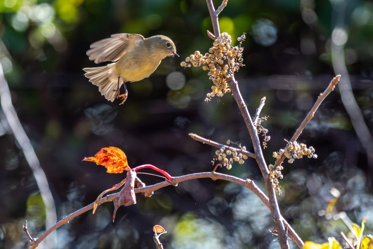 Ruby-crowned Kinglet - ML644235672