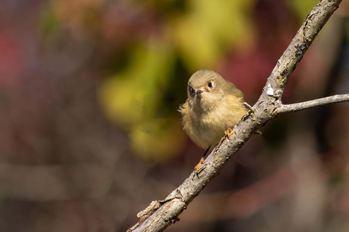 Ruby-crowned Kinglet - ML644235673