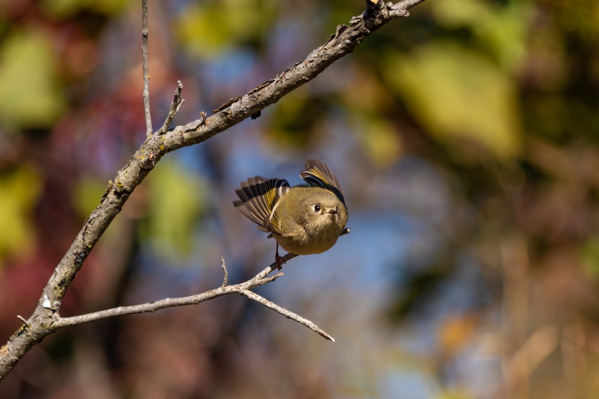 Ruby-crowned Kinglet - ML644235674