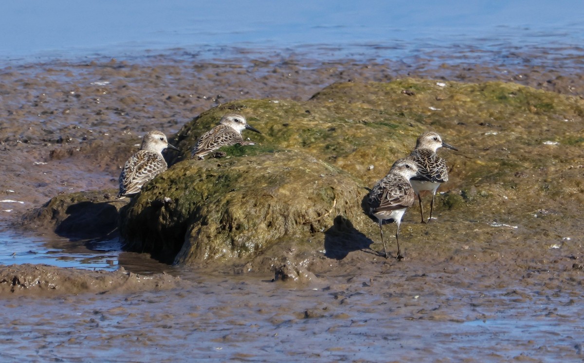 Semipalmated Sandpiper - ML644235695