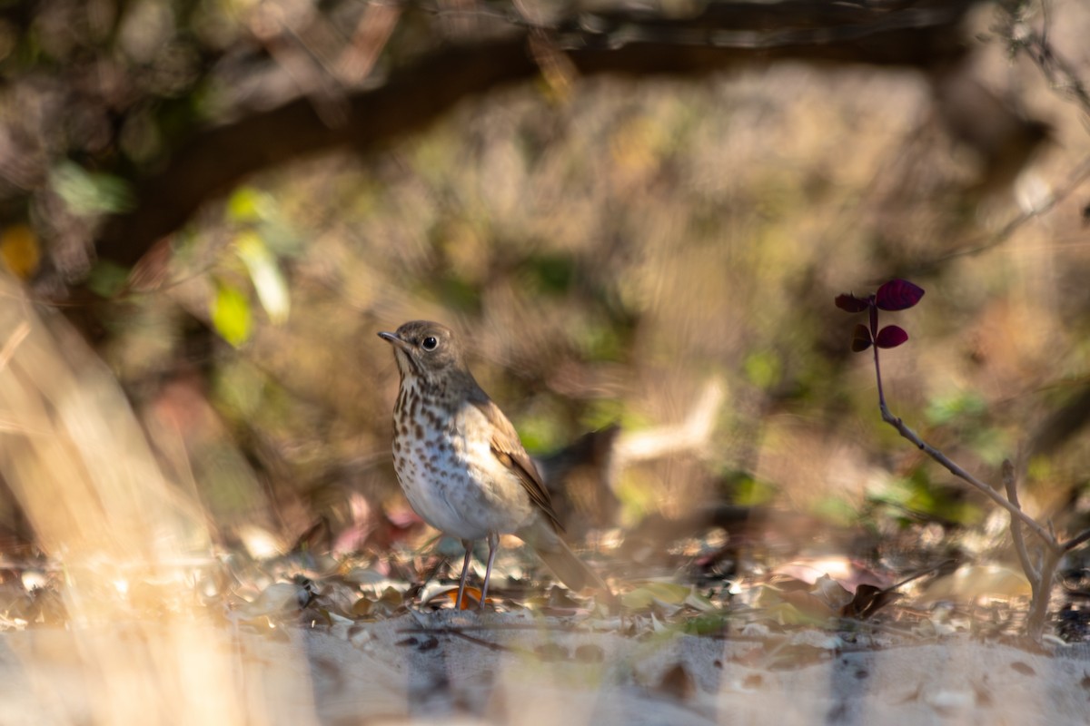 Hermit Thrush - ML644235696