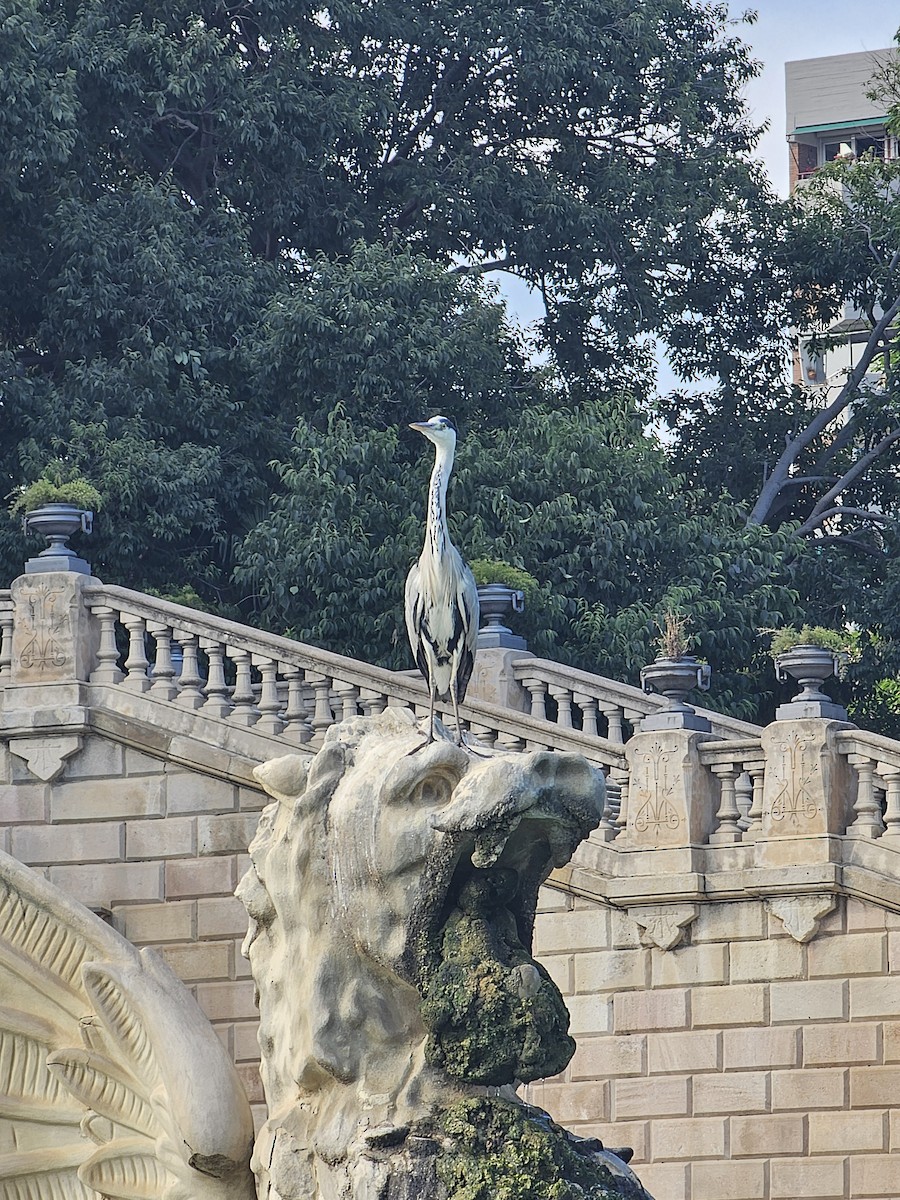 Gray Heron - ML644235697