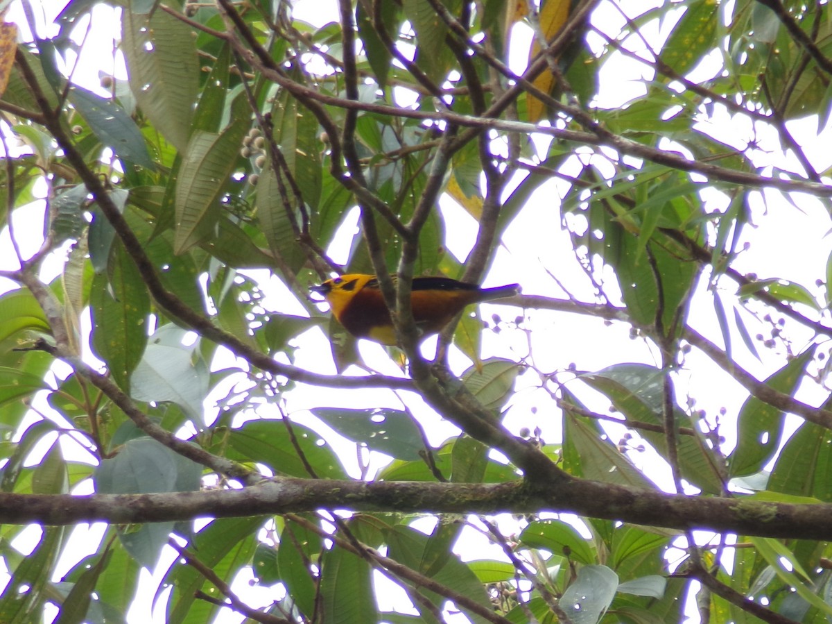 Golden Tanager - ML644235698