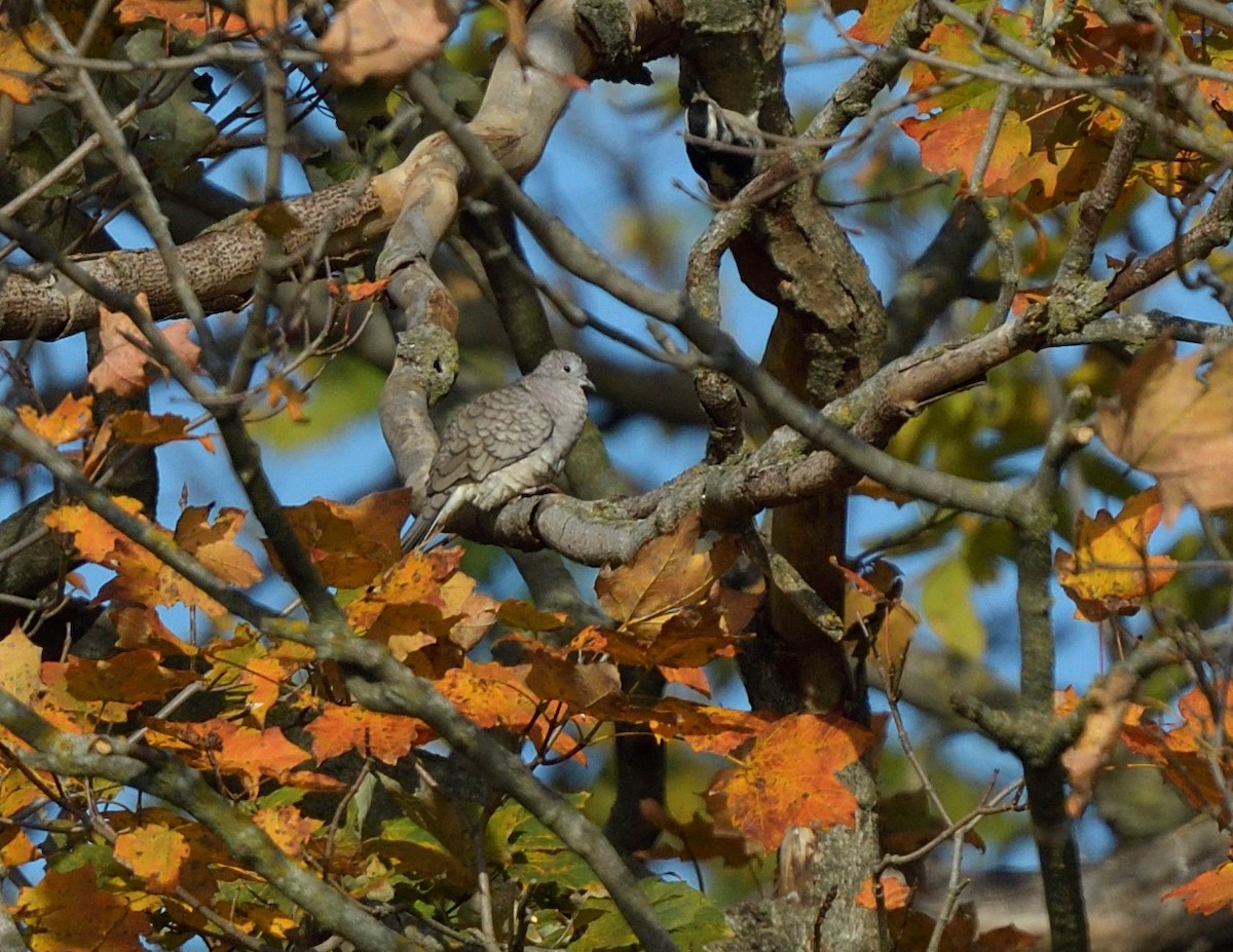 Inca Dove - ML644235714