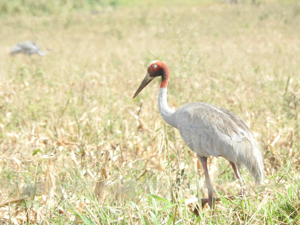 Sarus Crane - ML644235716