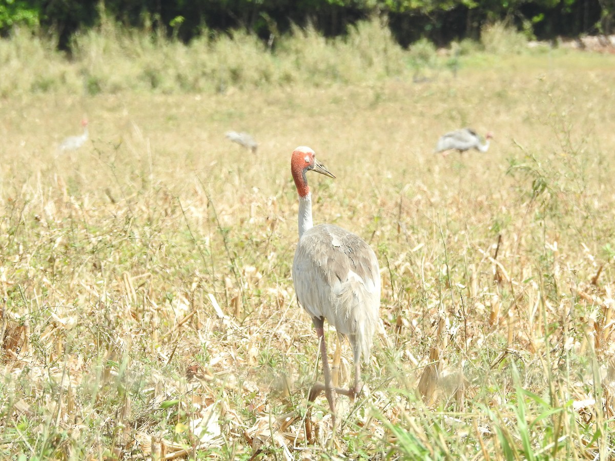 Sarus Crane - ML644235717