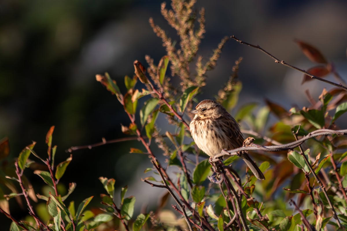 Song Sparrow - ML644235720