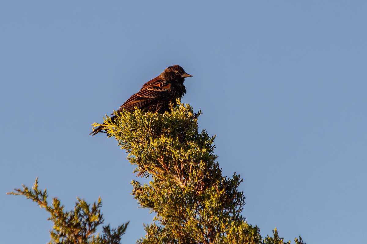 Red-winged Blackbird (Red-winged) - ML644235721