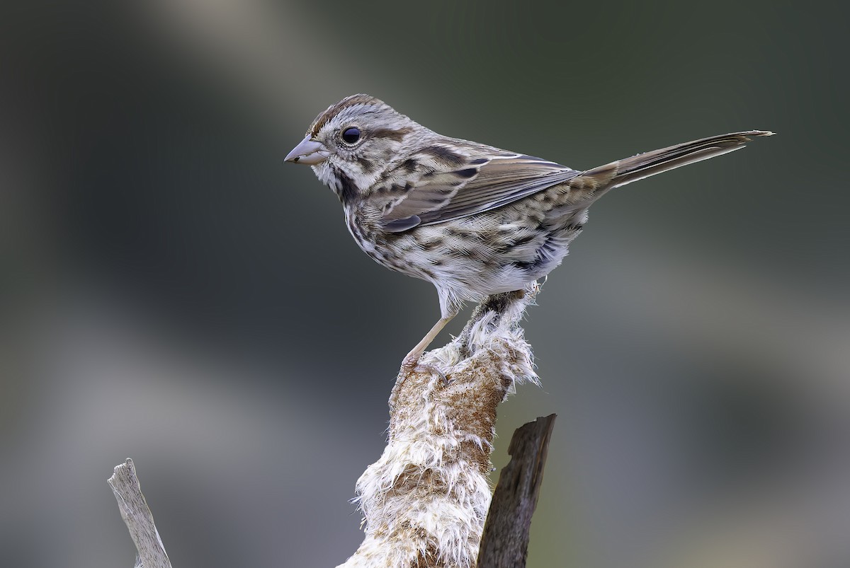 Song Sparrow - ML644235722