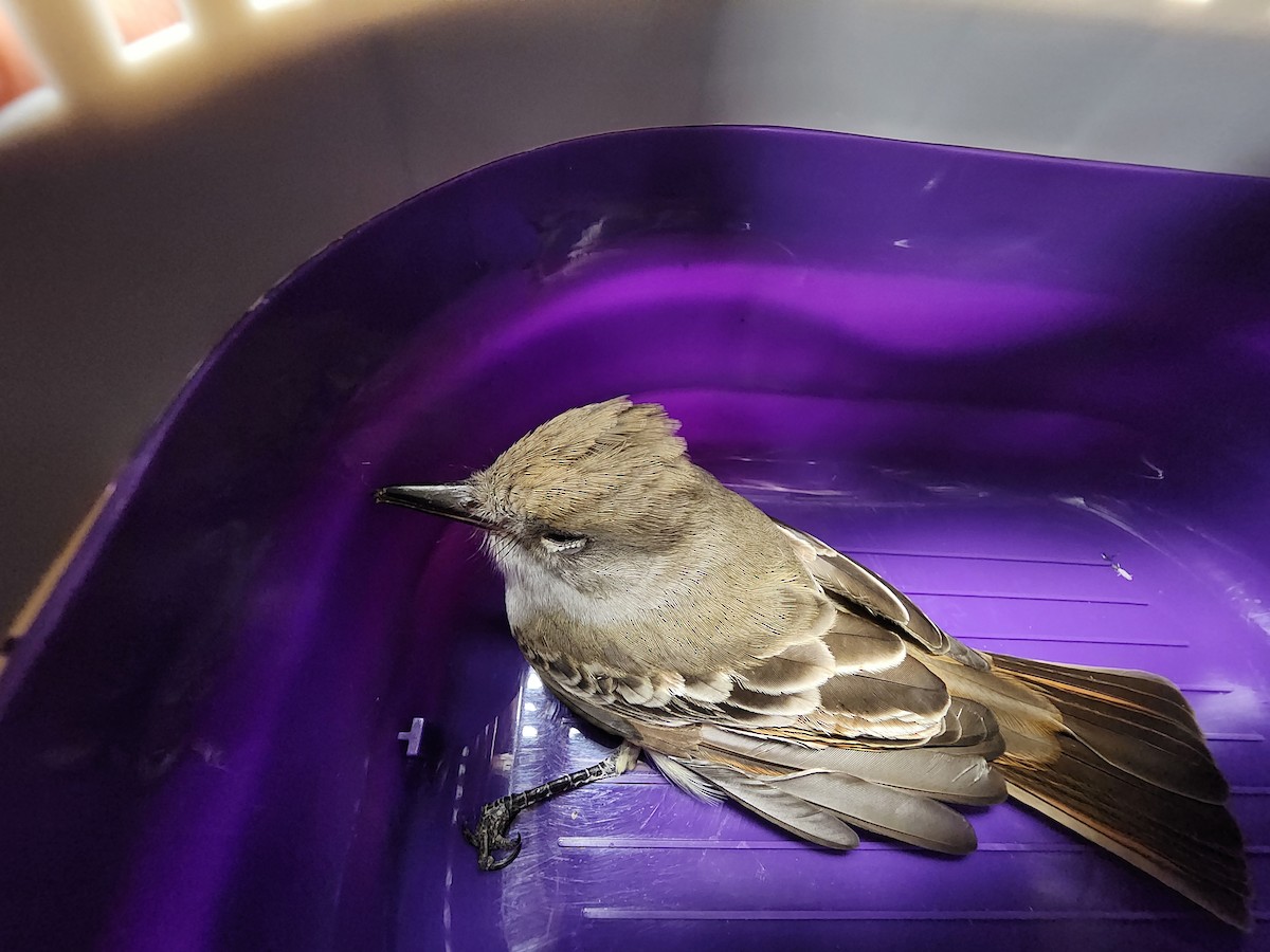 Ash-throated Flycatcher - ML644235728