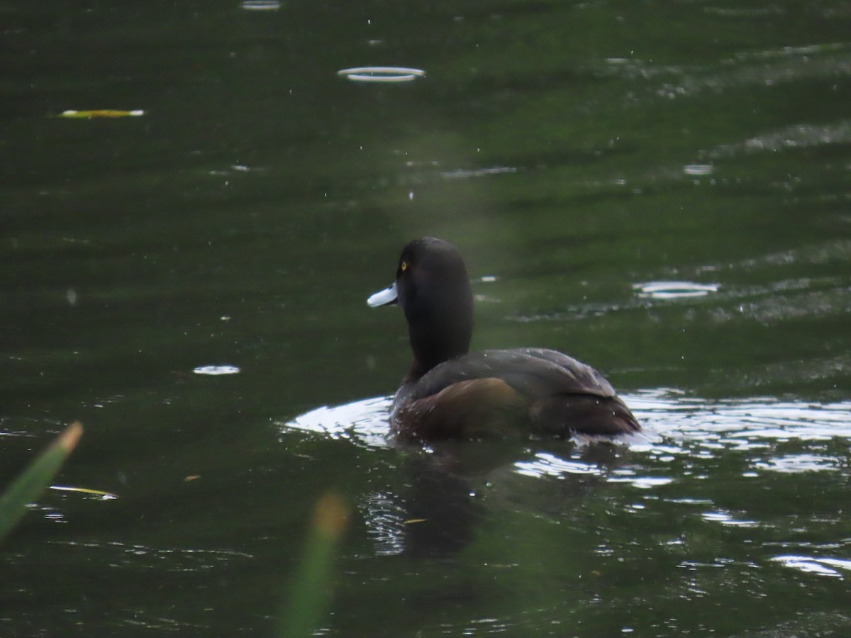 New Zealand Scaup - ML644235729
