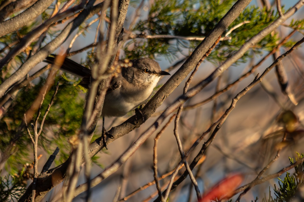 Northern Mockingbird - ML644235732