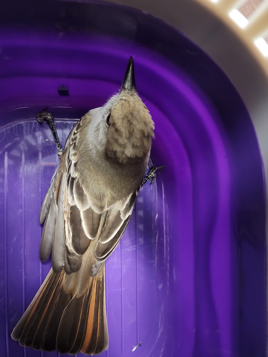 Ash-throated Flycatcher - ML644235733