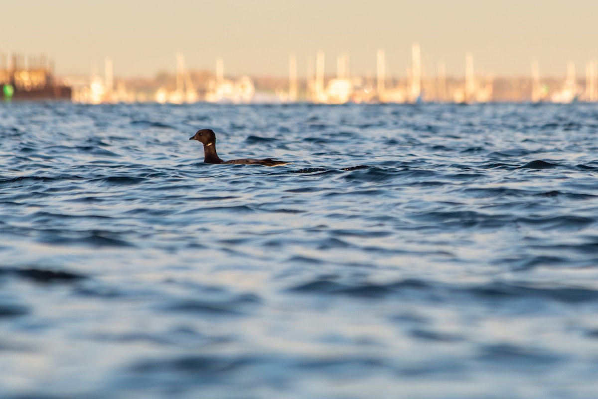Brant (Atlantic) - ML644235743