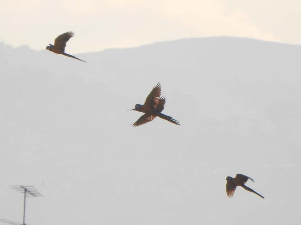 ルリコンゴウインコ - ML644235751