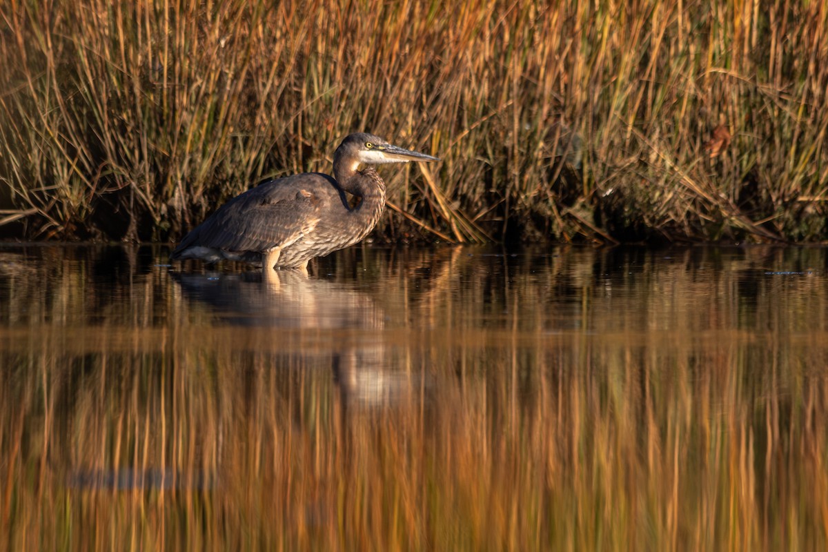 Great Blue Heron - ML644235759