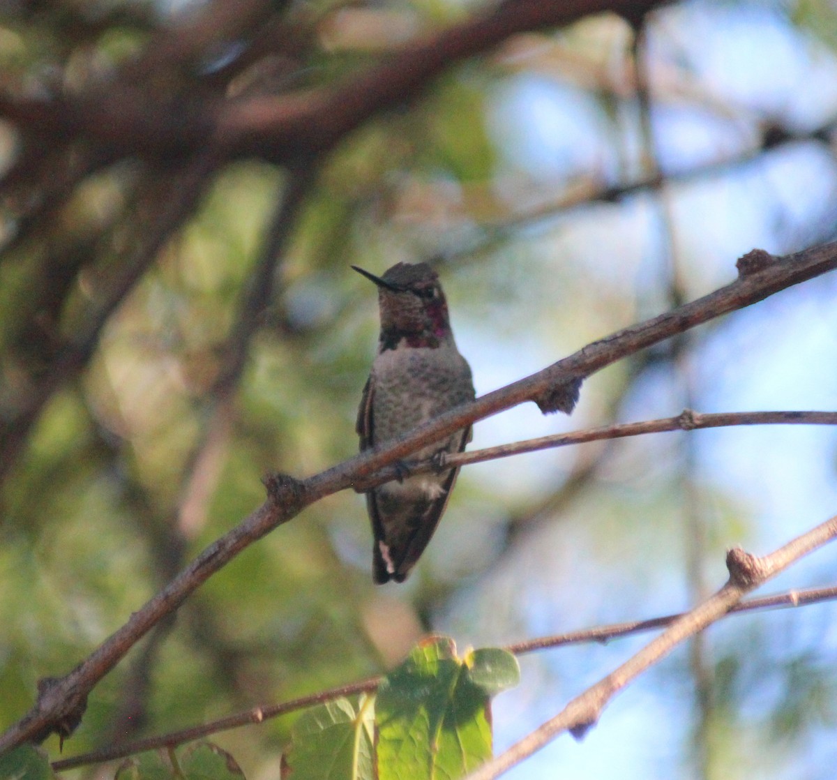 Каліпта рубіновоголова - ML644235768