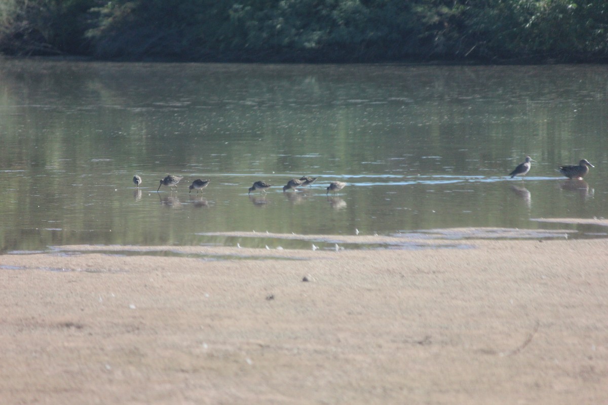 Побережник-крихітка - ML644235775