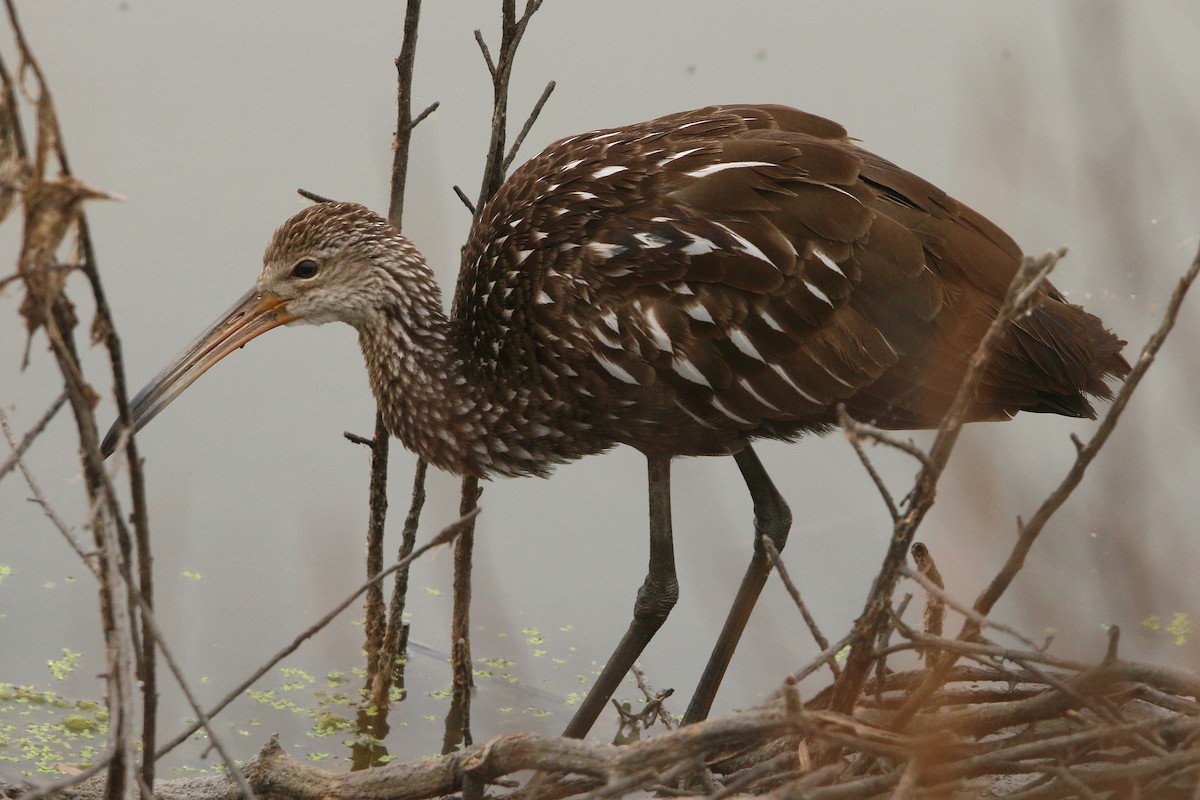 Limpkin - ML644235779