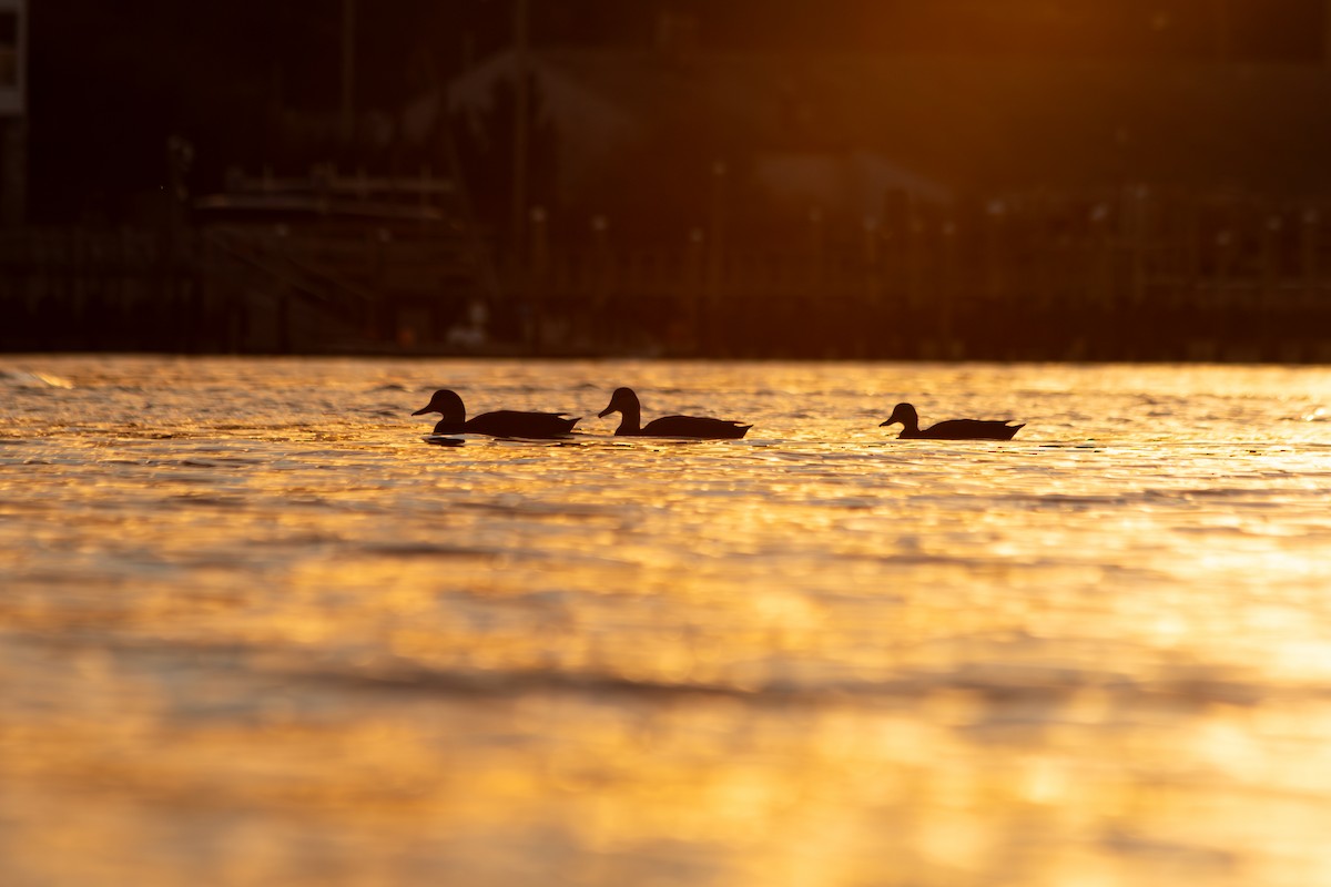 American Black Duck - ML644235786