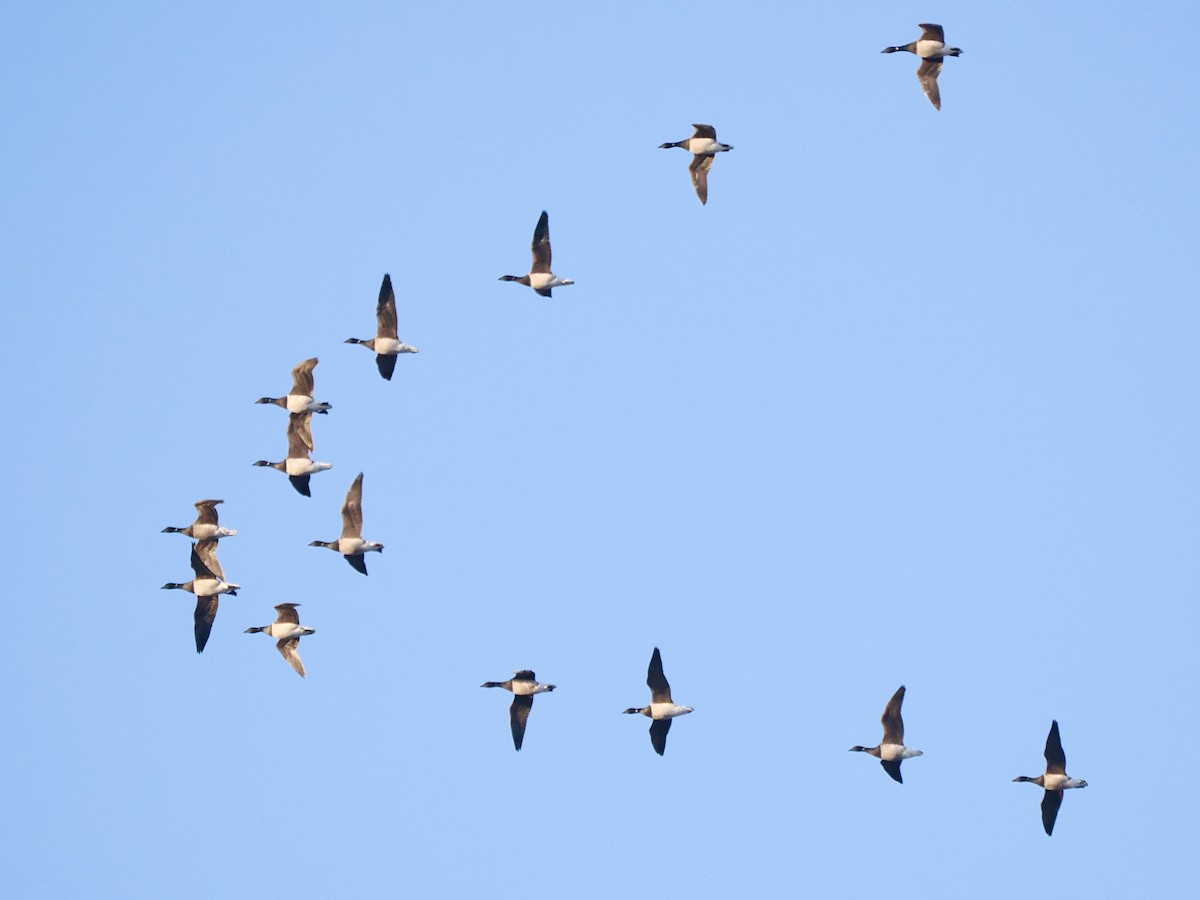 Brant (Pale-bellied) - ML644235787