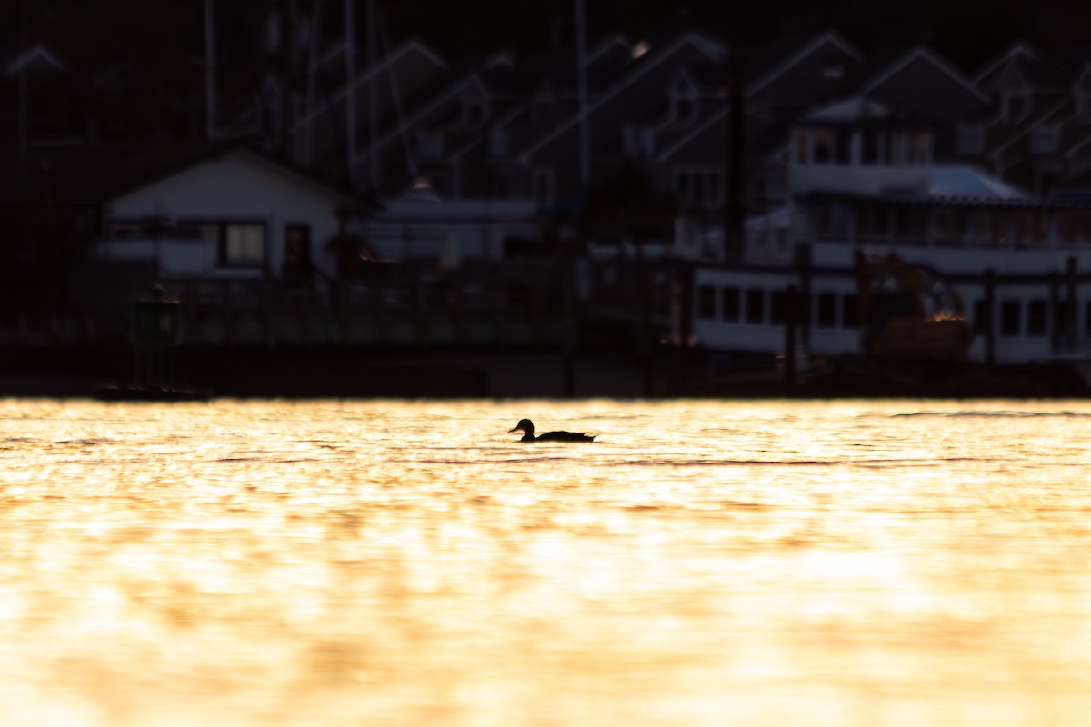 American Black Duck - ML644235789