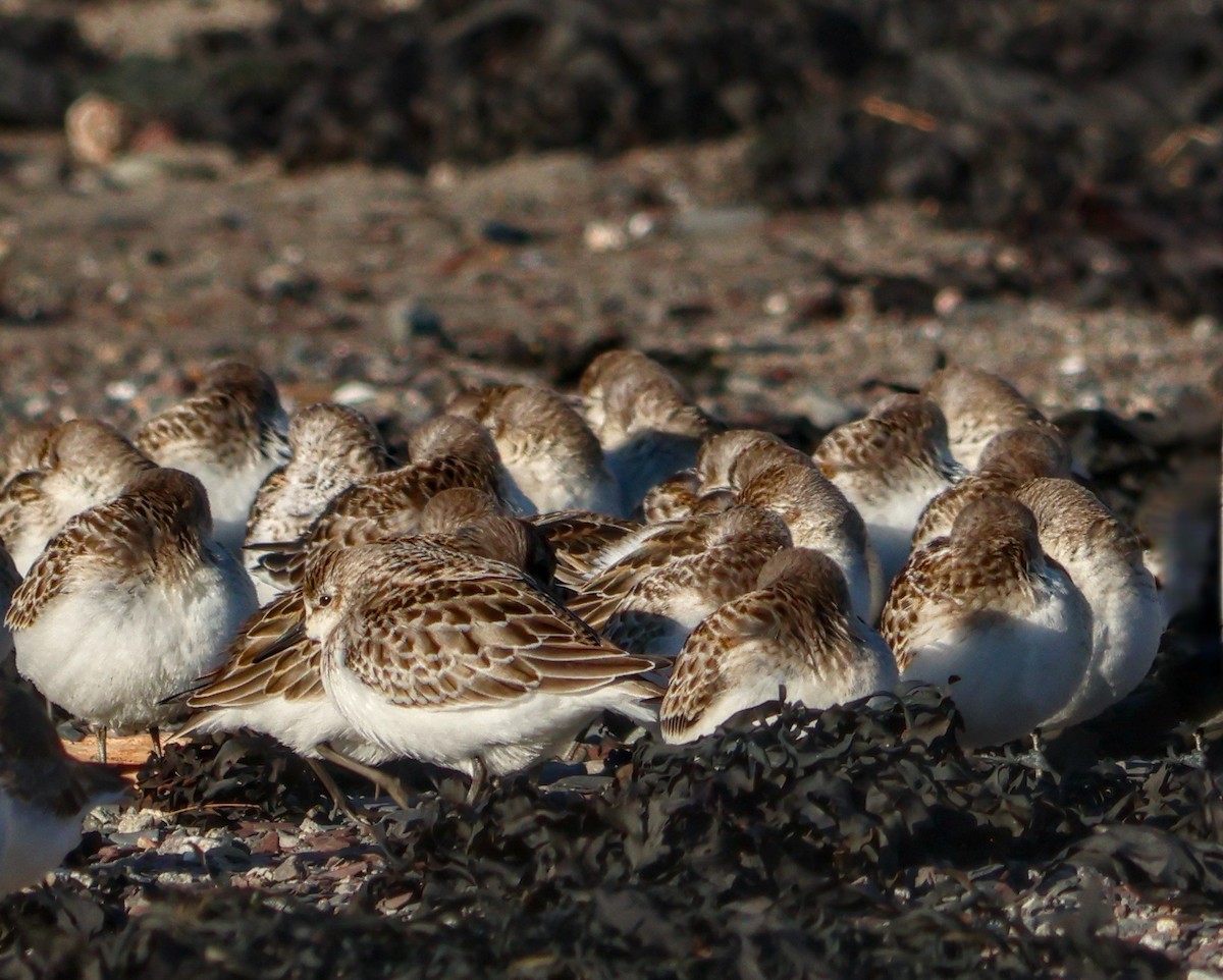 Semipalmated Sandpiper - ML644235815