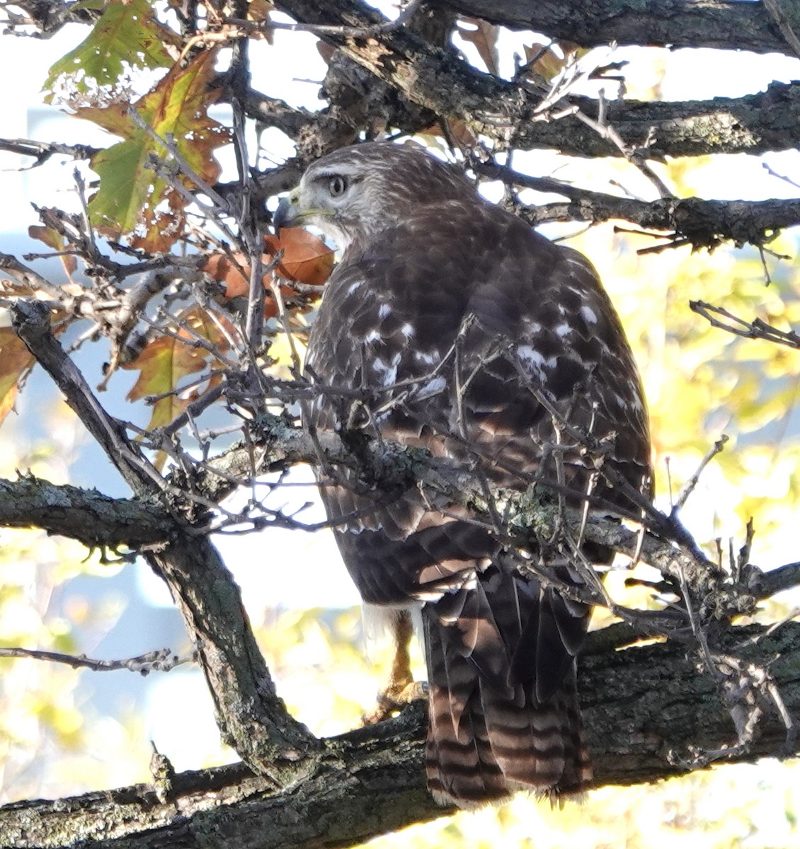 Red-tailed Hawk - ML644235819