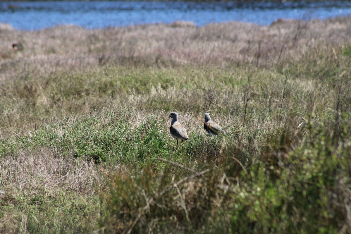 čejka jihoamerická - ML644235833