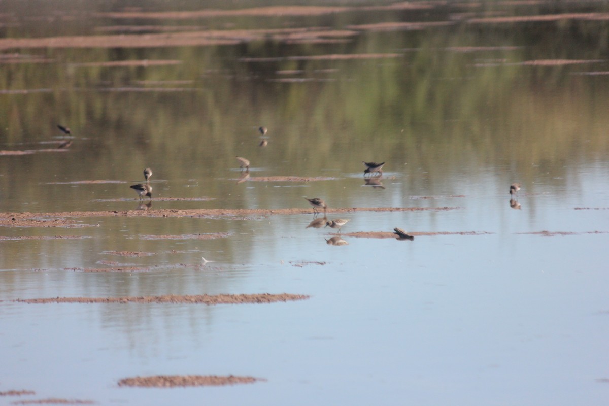 Побережник-крихітка - ML644235835