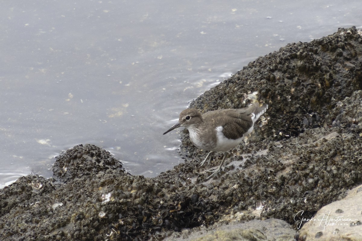 Common Sandpiper - ML644235839