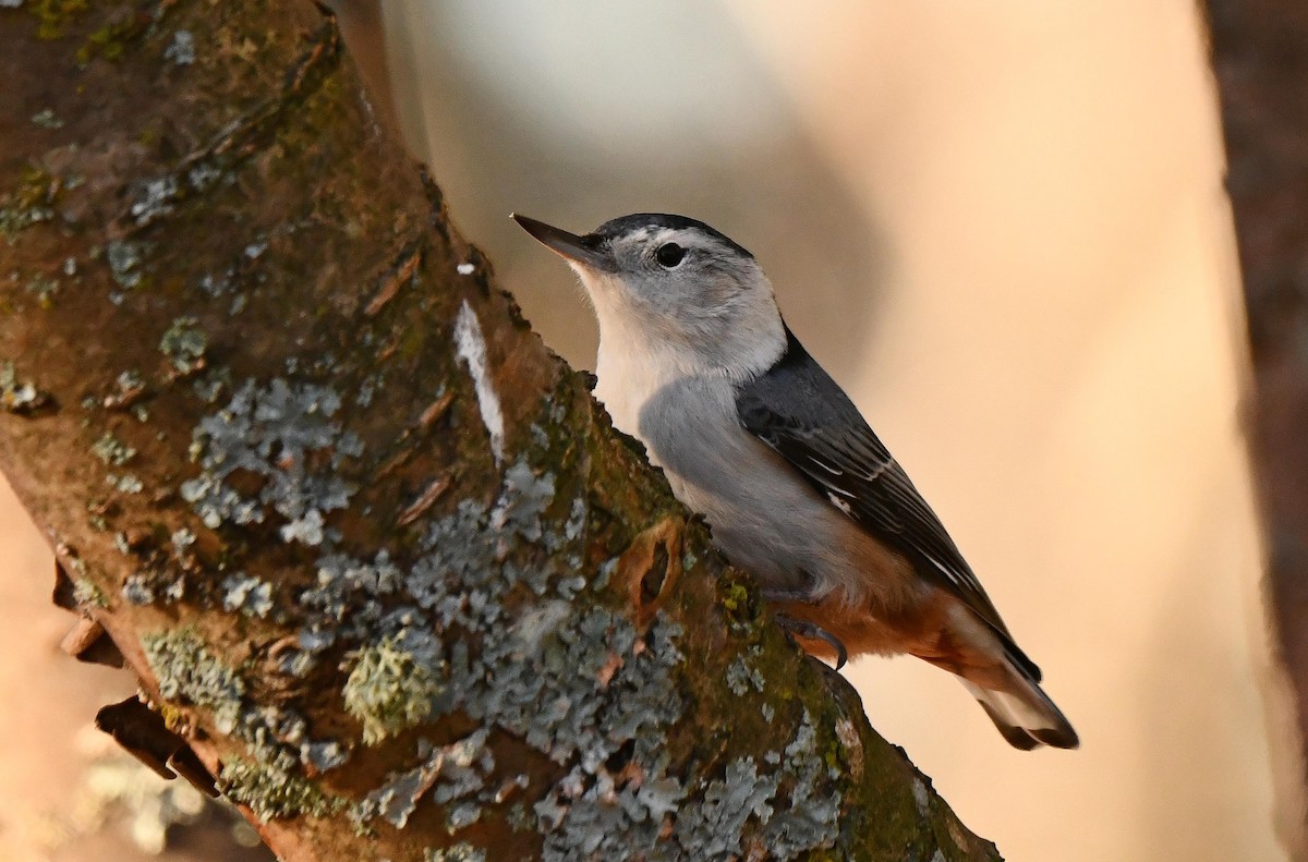 White-breasted Nuthatch - ML644235840