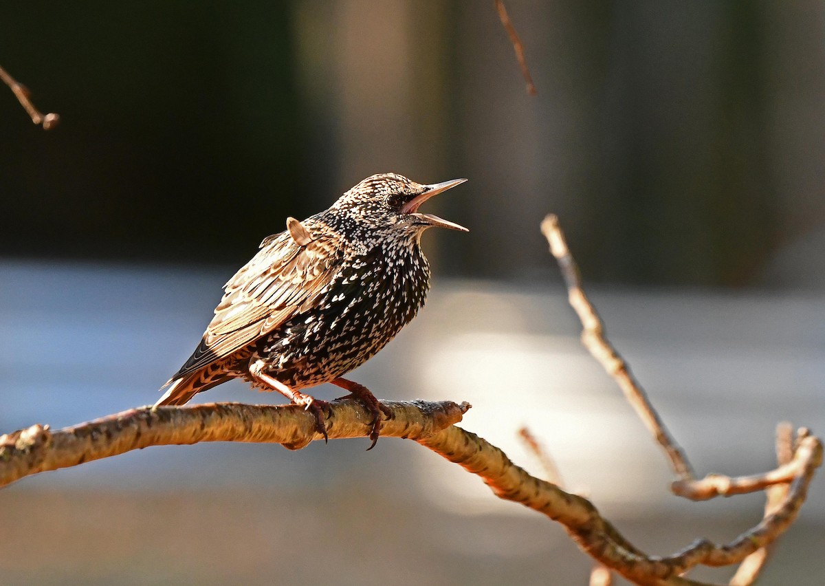 歐洲椋鳥 - ML644235845