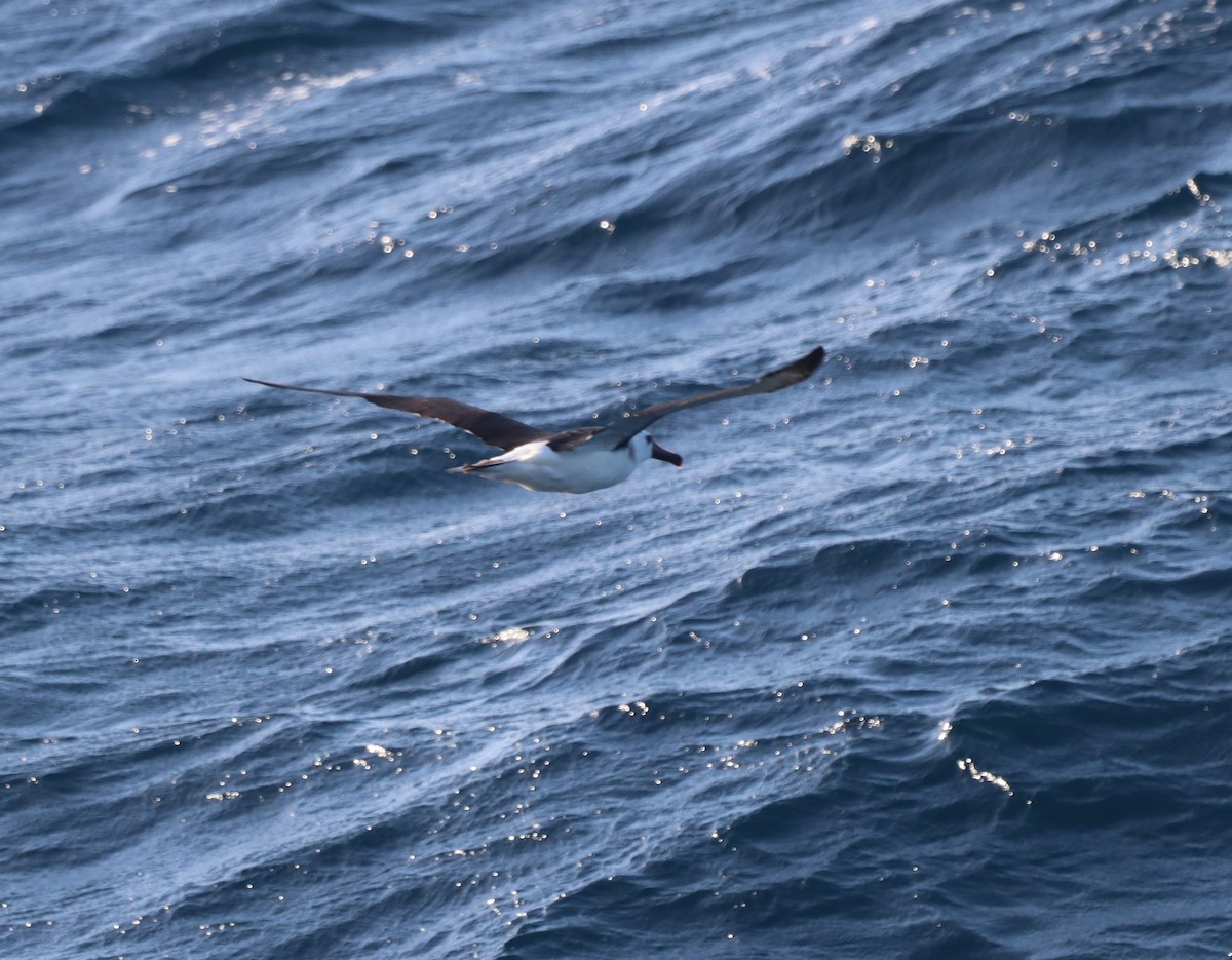 Atlantic Yellow-nosed Albatross - ML644235852