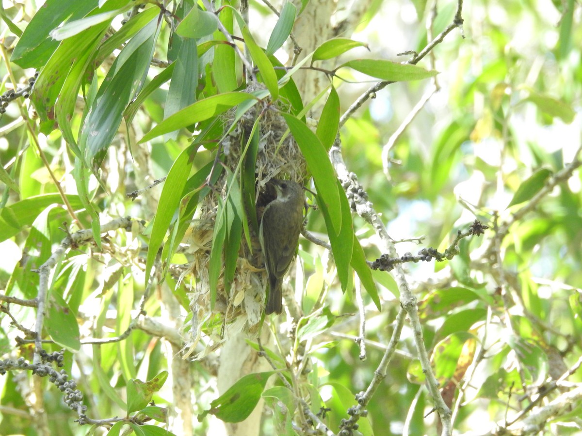 Sumpfhonigfresser - ML644235853