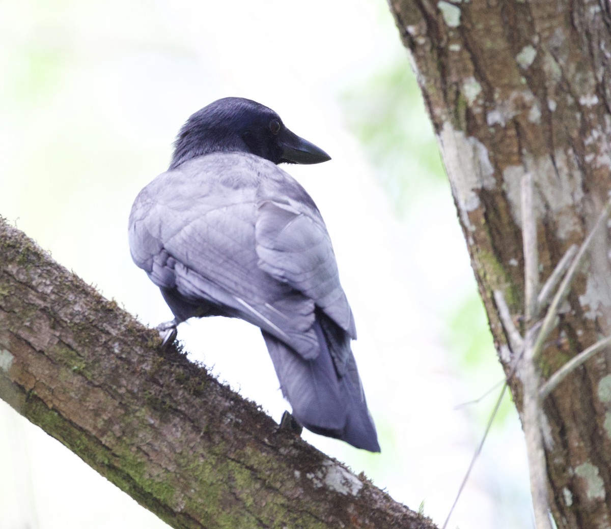 New Caledonian Crow - ML644235854