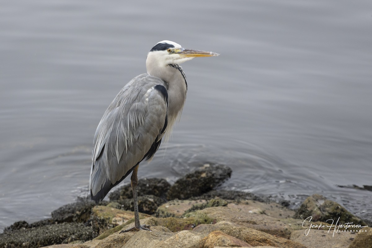 Gray Heron - ML644235858