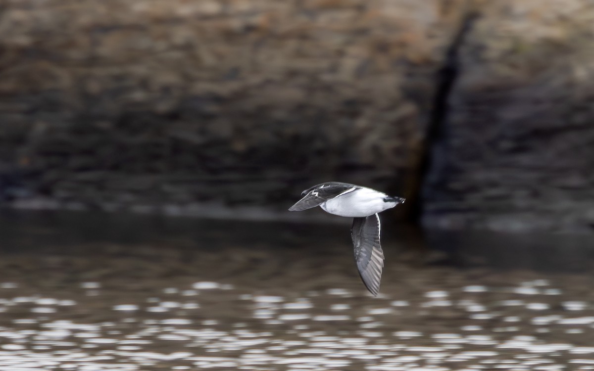 Mergule nain - ML644235861