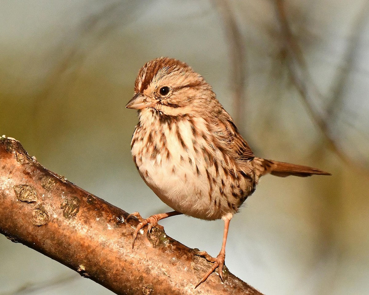 Song Sparrow - ML644235863