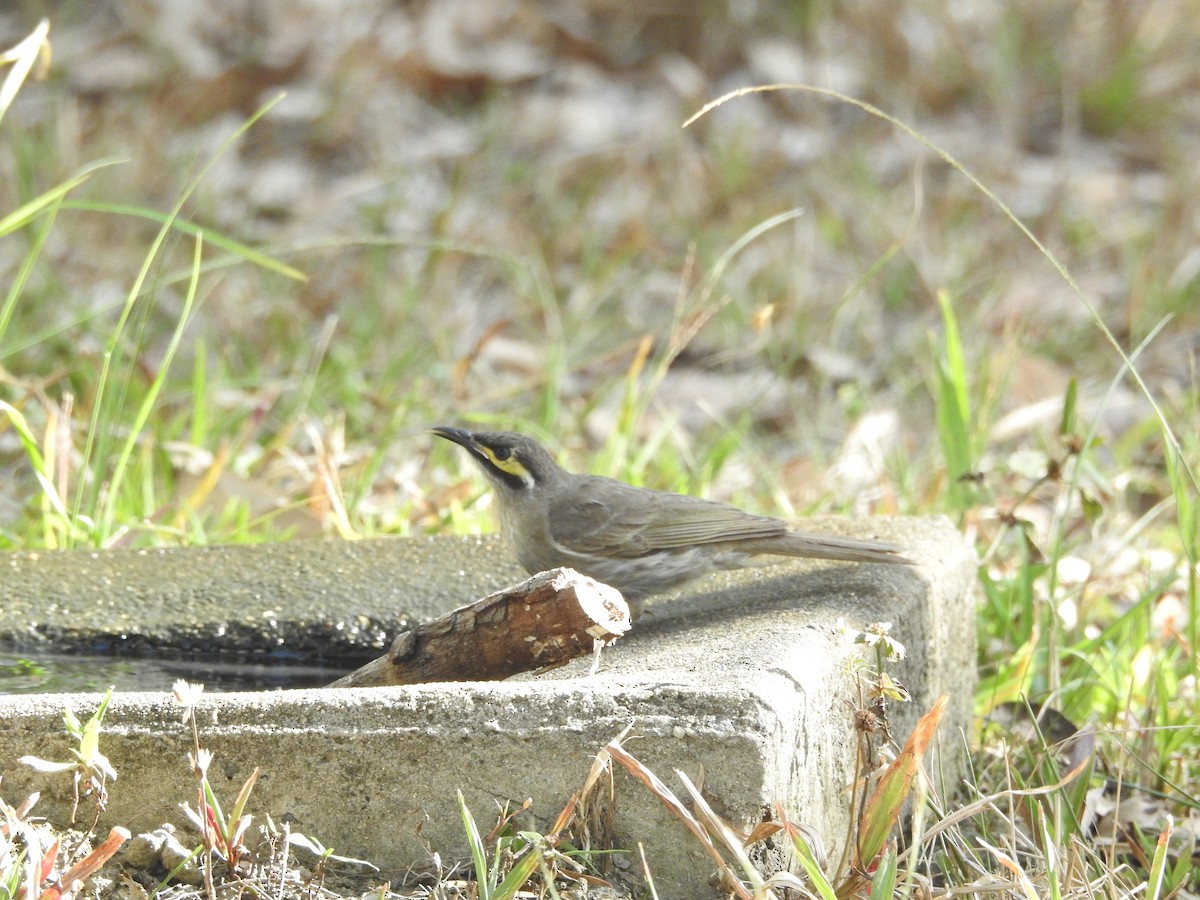 Dreistreifen-Honigfresser - ML644235865