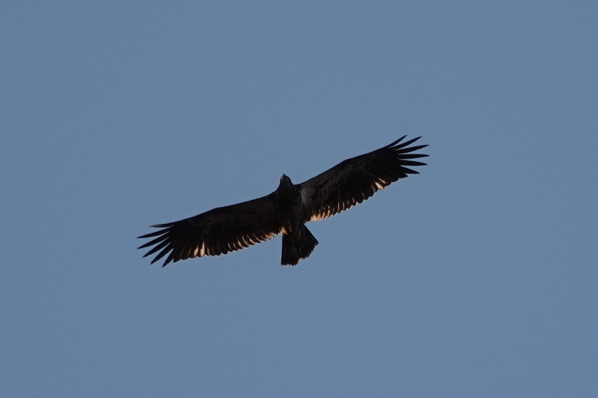 Bald Eagle - ML644235866