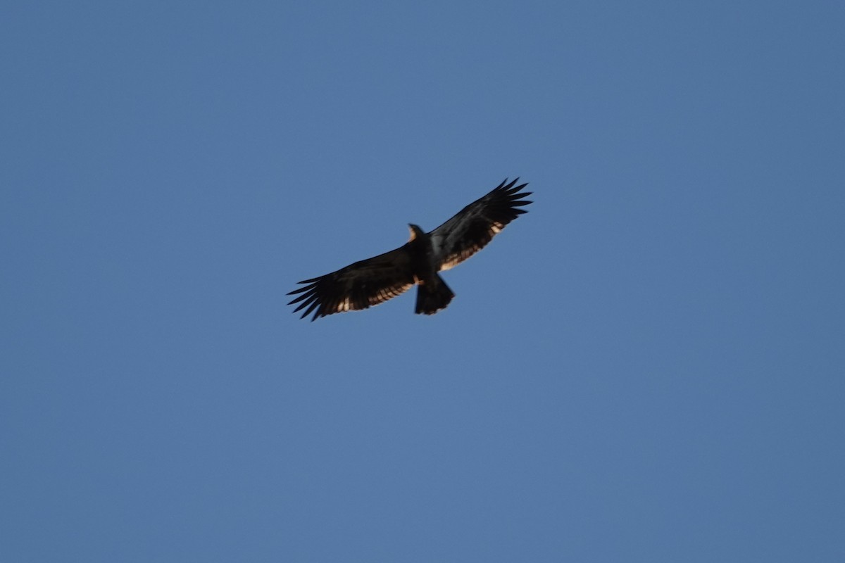 Bald Eagle - ML644235867