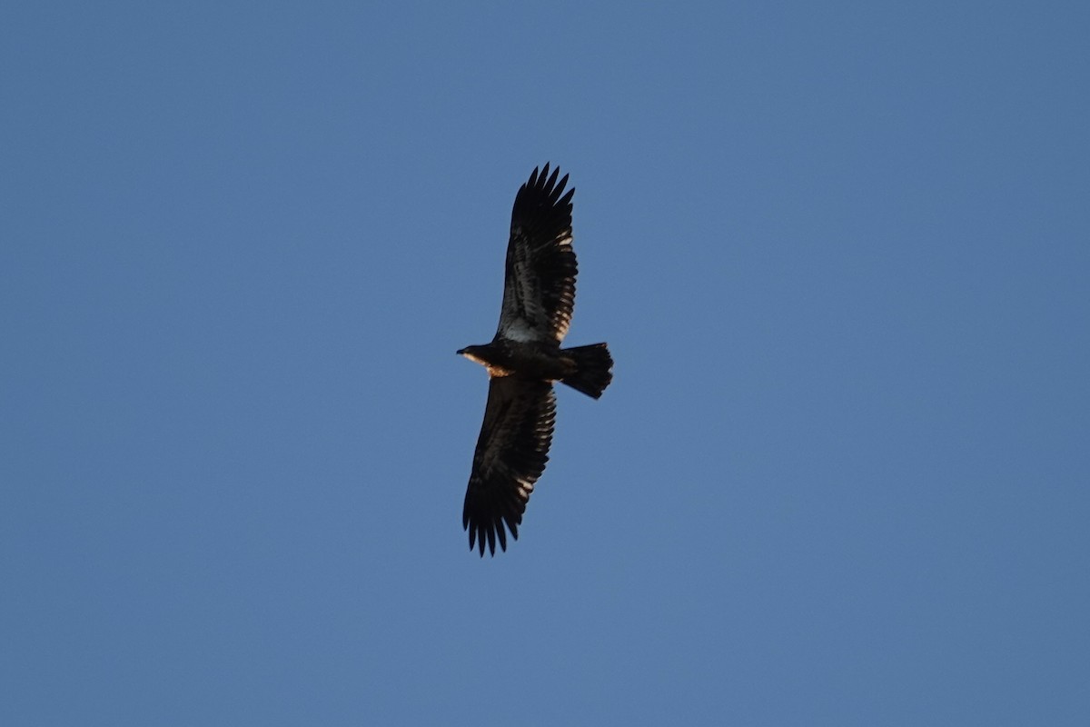 Bald Eagle - ML644235868