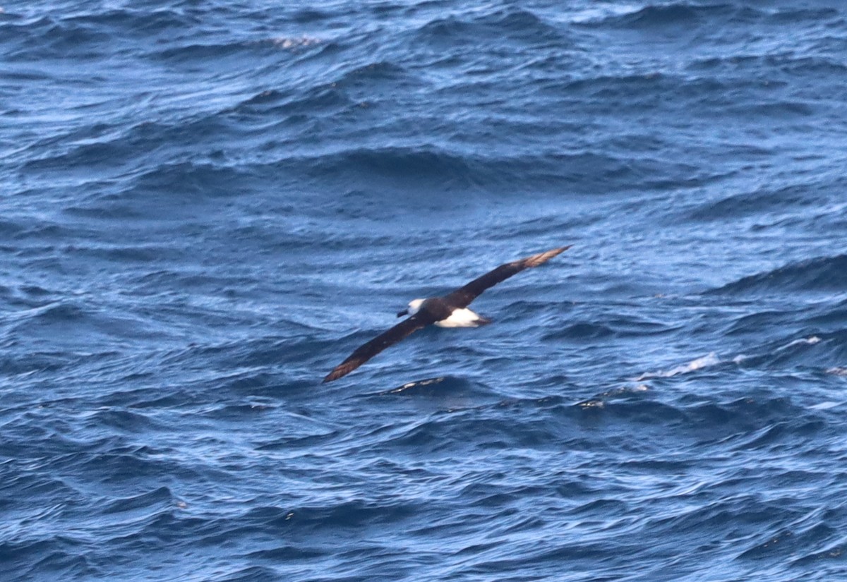 Atlantic Yellow-nosed Albatross - ML644235873